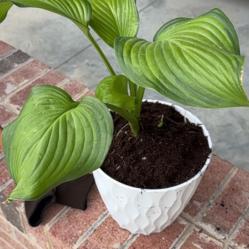 Photo of the plant species Hosta 'Guacamole' by @AgelessJicaro73 named Spike Leaves on Greg, the plant care app