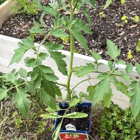 Photo of the plant species Big Beef Tomato by @AgelessJicaro73 named Marilyn on Greg, the plant care app