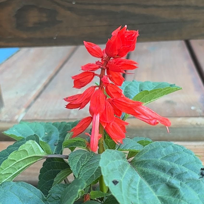 Photo of the plant species Scarlet Sage 'Vista Red' by @AgelessJicaro73 named Lola on Greg, the plant care app
