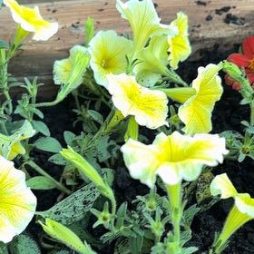 Photo of the plant species Surfinia Patio Yellow Petunia by @AgelessJicaro73 named Zion on Greg, the plant care app