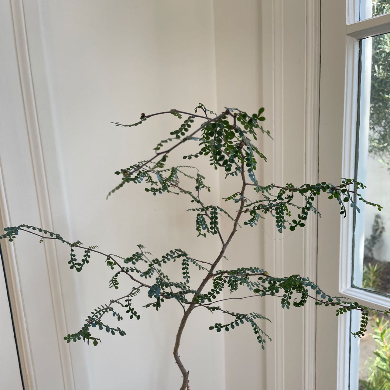 Kowhai uploaded to the Greg plant app by @hanukhanuk