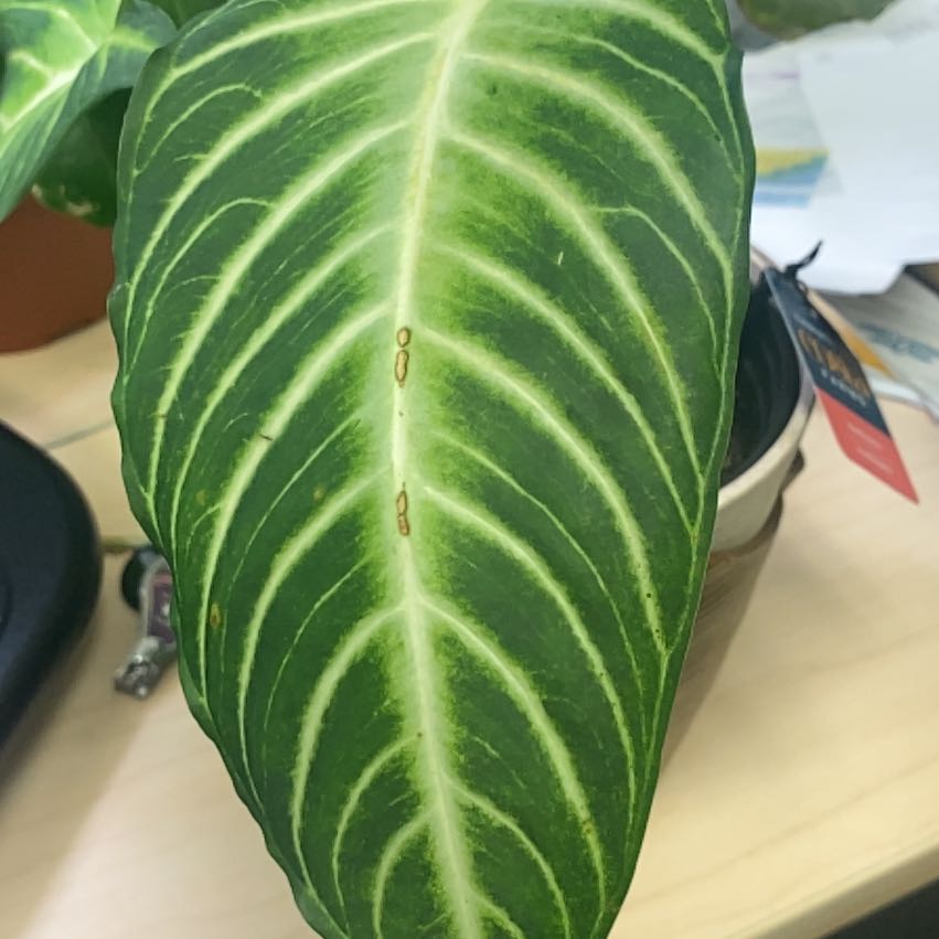 Photo of the plant species Xanthosoma by @FabFicusmoclame named Fernie Mercury on Greg, the plant care app
