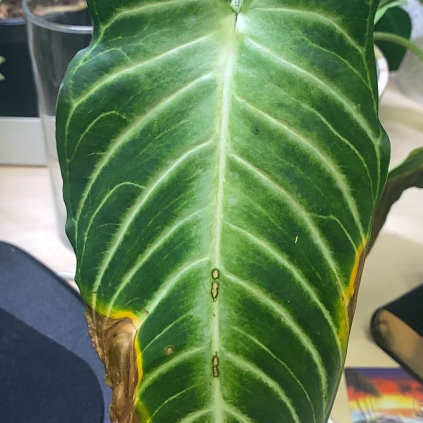 Photo of the plant species Xanthosoma by @FabFicusmoclame named Gates on Greg, the plant care app