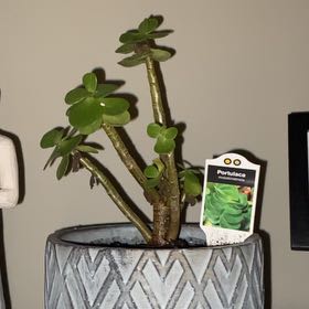 Photo of the plant species Portulaca molokiniensis 'Maraca' by @Swandie713 named Maraca⚰️ on Greg, the plant care app