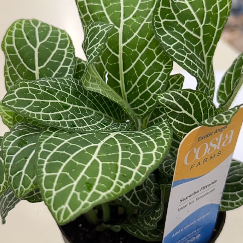 Plant care for Hero on Greg, the plant care app