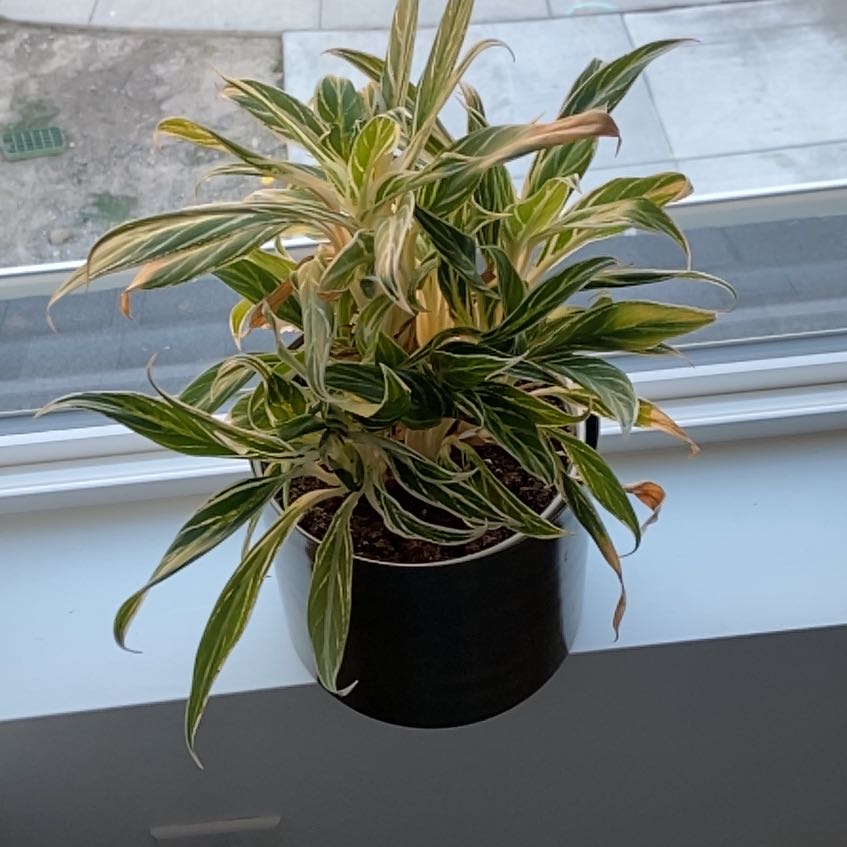 Photo of the plant species Aglaonema MaryAnn by @GenuineGoldwire named Oscar on Greg, the plant care app