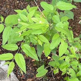 Photo of the plant species Western Hackberry by @SparklyLimetuff named Naomi on Greg, the plant care app