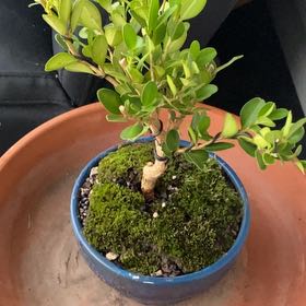 Photo of the plant species Wintergreen Boxwood by @CivilGreenalder named Gates on Greg, the plant care app