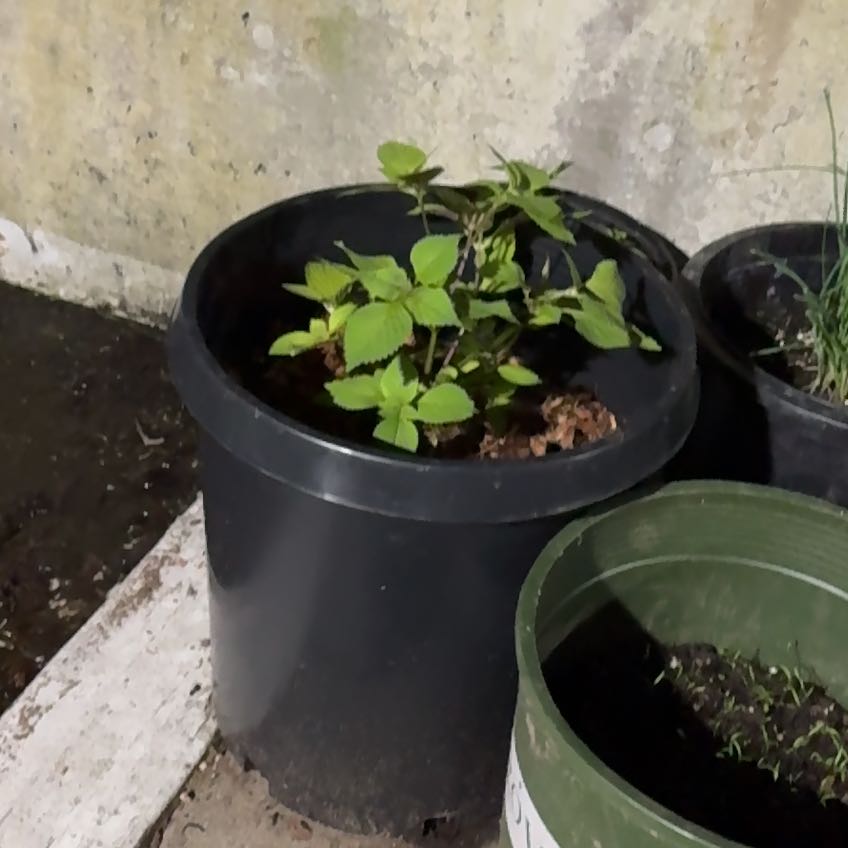 Photo of the plant species Shiso by @CaringGermander named Sage on Greg, the plant care app