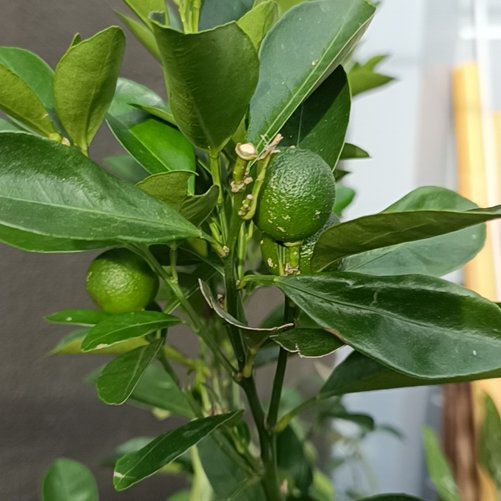 Photo of the plant species Calamansi by @ExpectantFuscia named James Dean on Greg, the plant care app