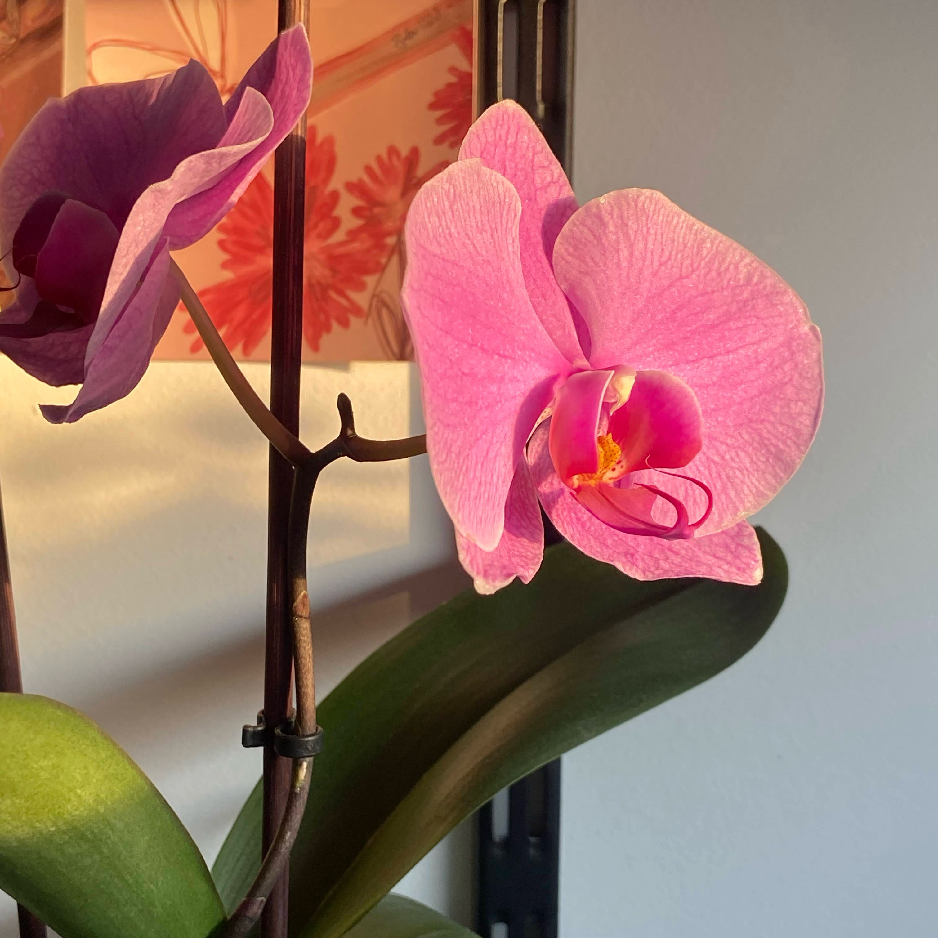 Photo of the plant species Fairy Slipper Orchid by @lexiloo named Orchid on Greg, the plant care app
