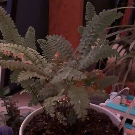 Photo of the plant species Brittle Maidenhair Fern by @VipWildwormwood named Achilles on Greg, the plant care app