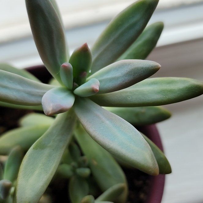 Photo of the plant species Graptosedum by @AliveSnowcrocus named Scarlett on Greg, the plant care app