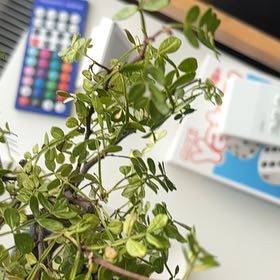 Photo of the plant species Chinese Pepper by @FunBuddhaspalm named Petteri on Greg, the plant care app