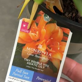 Photo of the plant species Lily Looks Tiny Double You Asiatic Lily by @NiftyLizardtail named Doja Cat on Greg, the plant care app