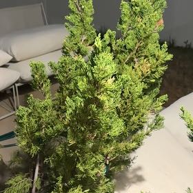 Photo of the plant species Hollywood Juniper by @NiftyLizardtail named Sproutacus on Greg, the plant care app