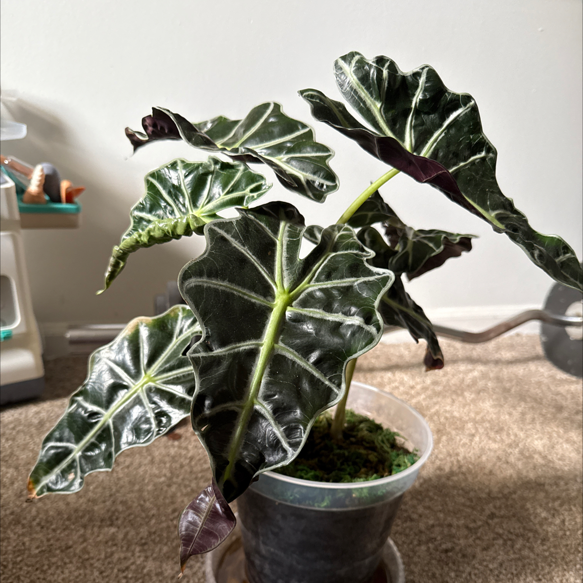 Photo of the plant species Alocasia 'Williams Hybrid' by @thelov3below named Wall-E on Greg, the plant care app