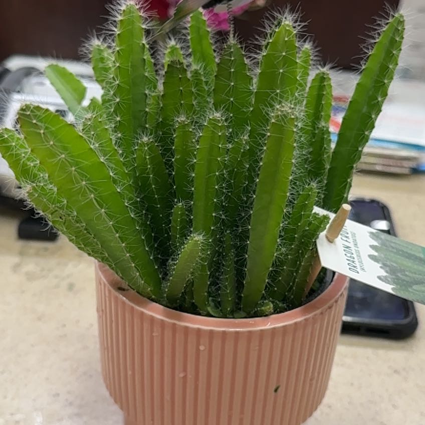 Photo of the plant species Macho Milano by @thelov3below named Hemingway on Greg, the plant care app