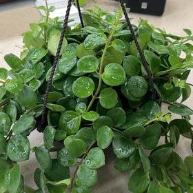 Photo of the plant species Hoya Lacunosa Ruby Sue by @thelov3below named Duke on Greg, the plant care app