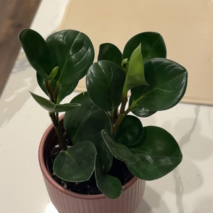 Photo of the plant species green peperomia by @thelov3below named James Dean on Greg, the plant care app