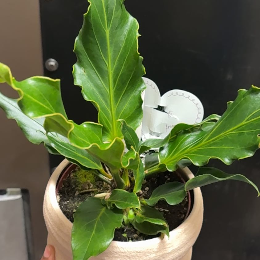 Photo of the plant species Anthurium Fruffles by @thelov3below named Hamilton on Greg, the plant care app
