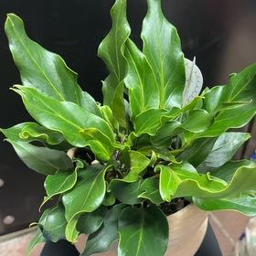Photo of the plant species Anthurium Fruffles by @thelov3below named Eva on Greg, the plant care app
