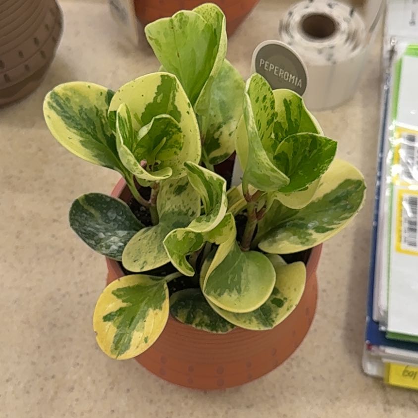 Photo of the plant species Peperomia magnoliifolia by @thelov3below named Kardashian on Greg, the plant care app