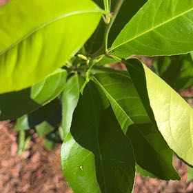 Photo of the plant species Sweet Arrowwood by @AlwaysCarrottop named Demi on Greg, the plant care app