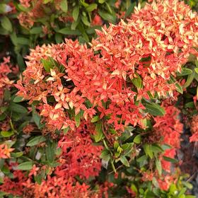 Photo of the plant species Flame of the Woods by @VitalCarrottop named Beckham on Greg, the plant care app