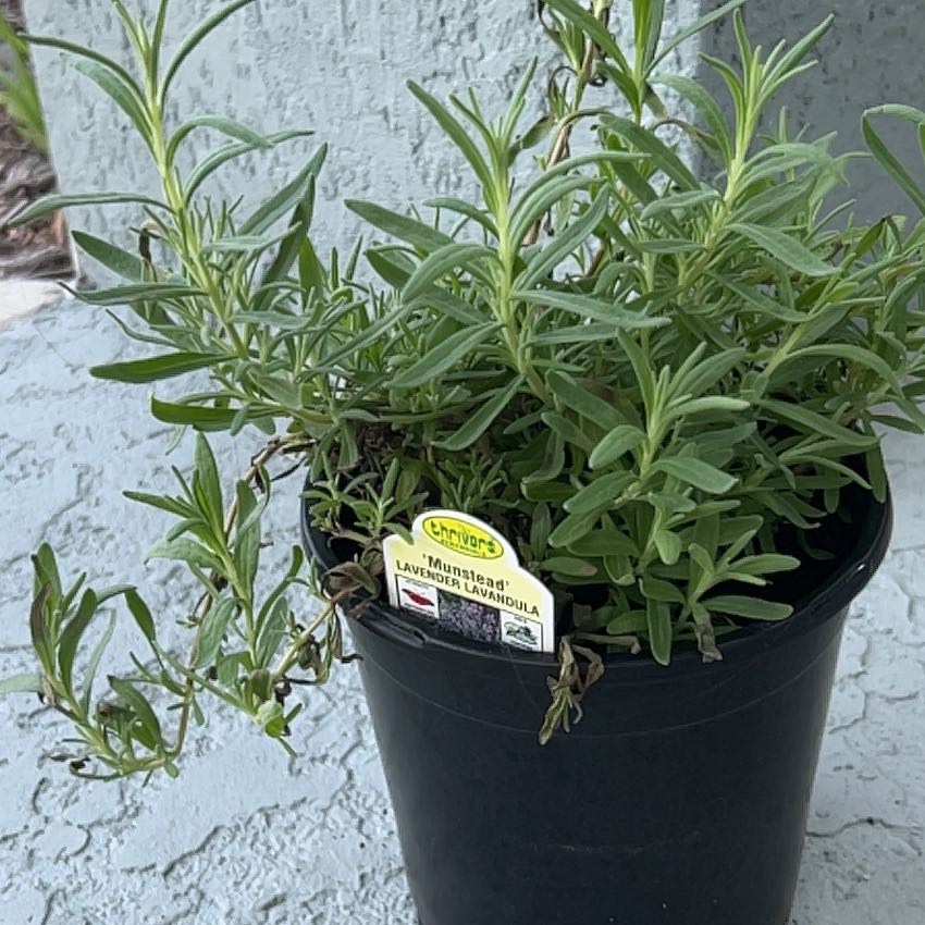 Photo of the plant species Munstead Lavender by @FamedRamarama named Miley on Greg, the plant care app