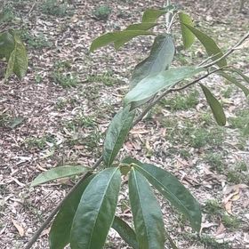 Photo of the plant species Soursop by @CuriousCornbind named Sproutacus on Greg, the plant care app