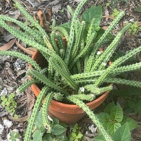 Photo of the plant species Octopus Cactus by @CuriousCornbind named Pax on Greg, the plant care app