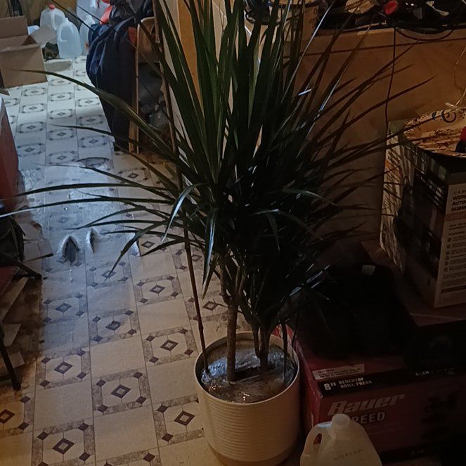 Photo of the plant species Madagascar Dragon Tree by @AceWesternpoppy named Mick on Greg, the plant care app