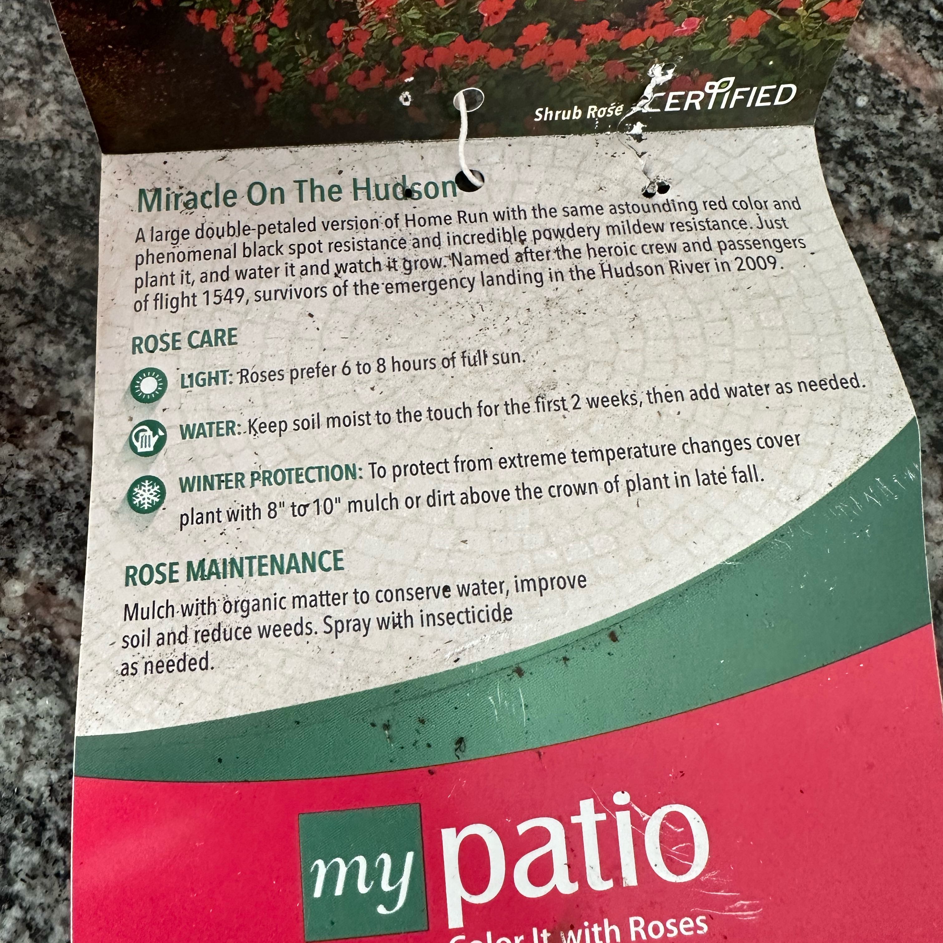Photo of the plant species Grandiflora Rose by @WiseChinaberry named Mochi on Greg, the plant care app