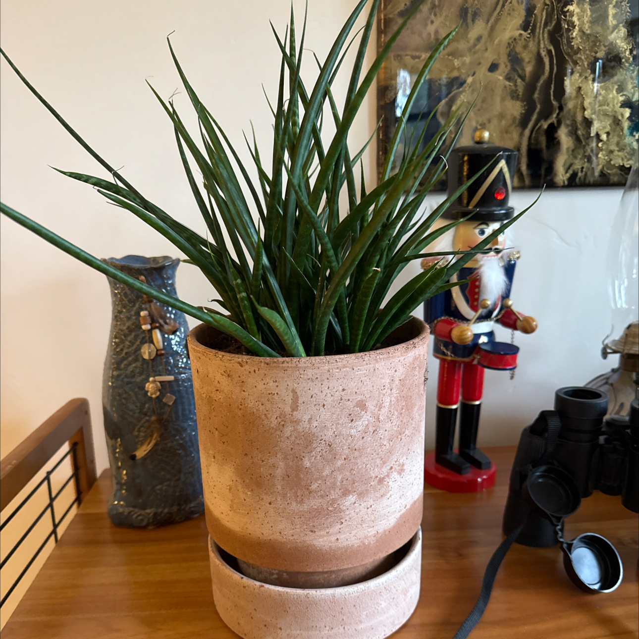 Photo of the plant species Dracaena 'Fernwood' by @Humboldtslily named Fern on Greg, the plant care app