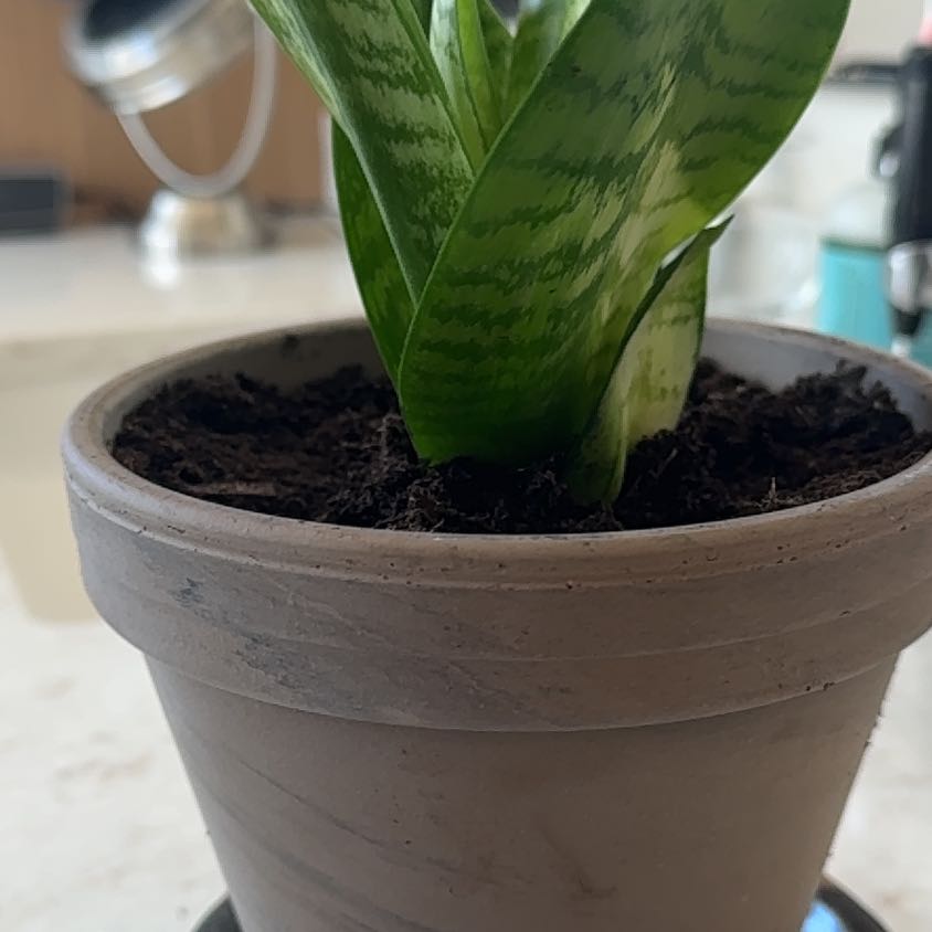 Photo of the plant species Dwarf Sansevieria by @Humboldtslily named Viera on Greg, the plant care app