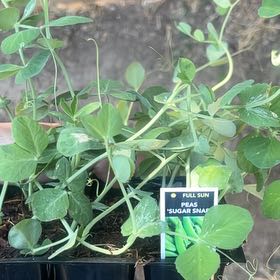 Photo of the plant species Speckled Snow Pea by @GiddyBuffalonut named Sahara on Greg, the plant care app