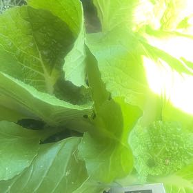 Photo of the plant species Napa Cabbage by @GiddyBuffalonut named Bigleef Smalls on Greg, the plant care app