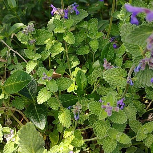 Photo of the plant species Lamium Purpureum by @SereneFord54 named Diana on Greg, the plant care app