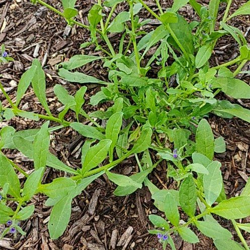 Photo of the plant species Dwarf Morning-Glory by @SereneFord54 named Bieber on Greg, the plant care app