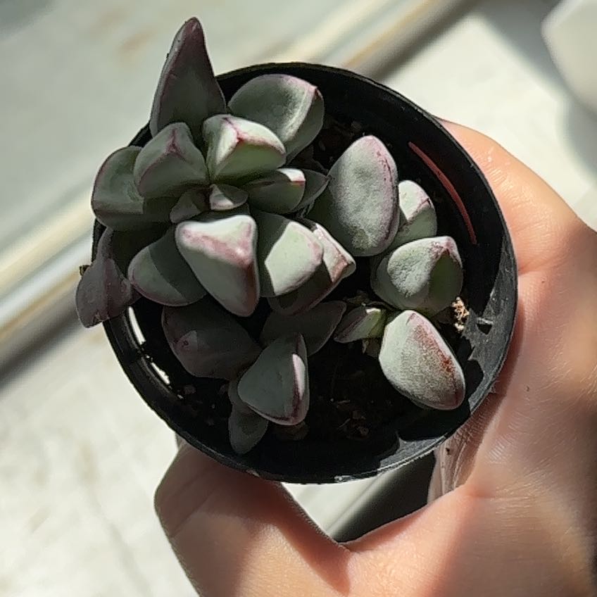 Photo of the plant species Oscularia caulescens by @DrivenJavafern named Harmony on Greg, the plant care app
