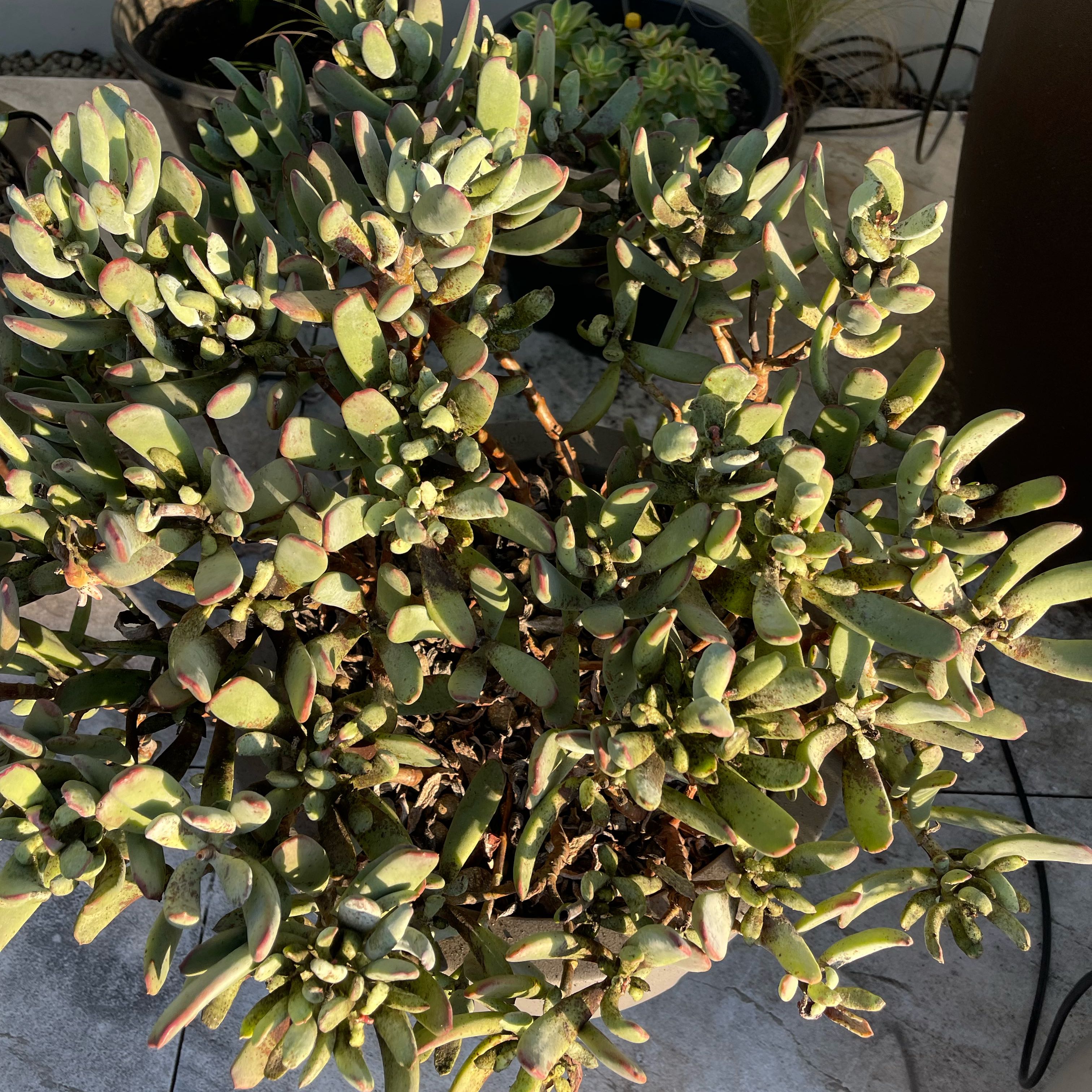 Photo of the plant species Lady Fingers by @SportScotspine named Navajo on Greg, the plant care app