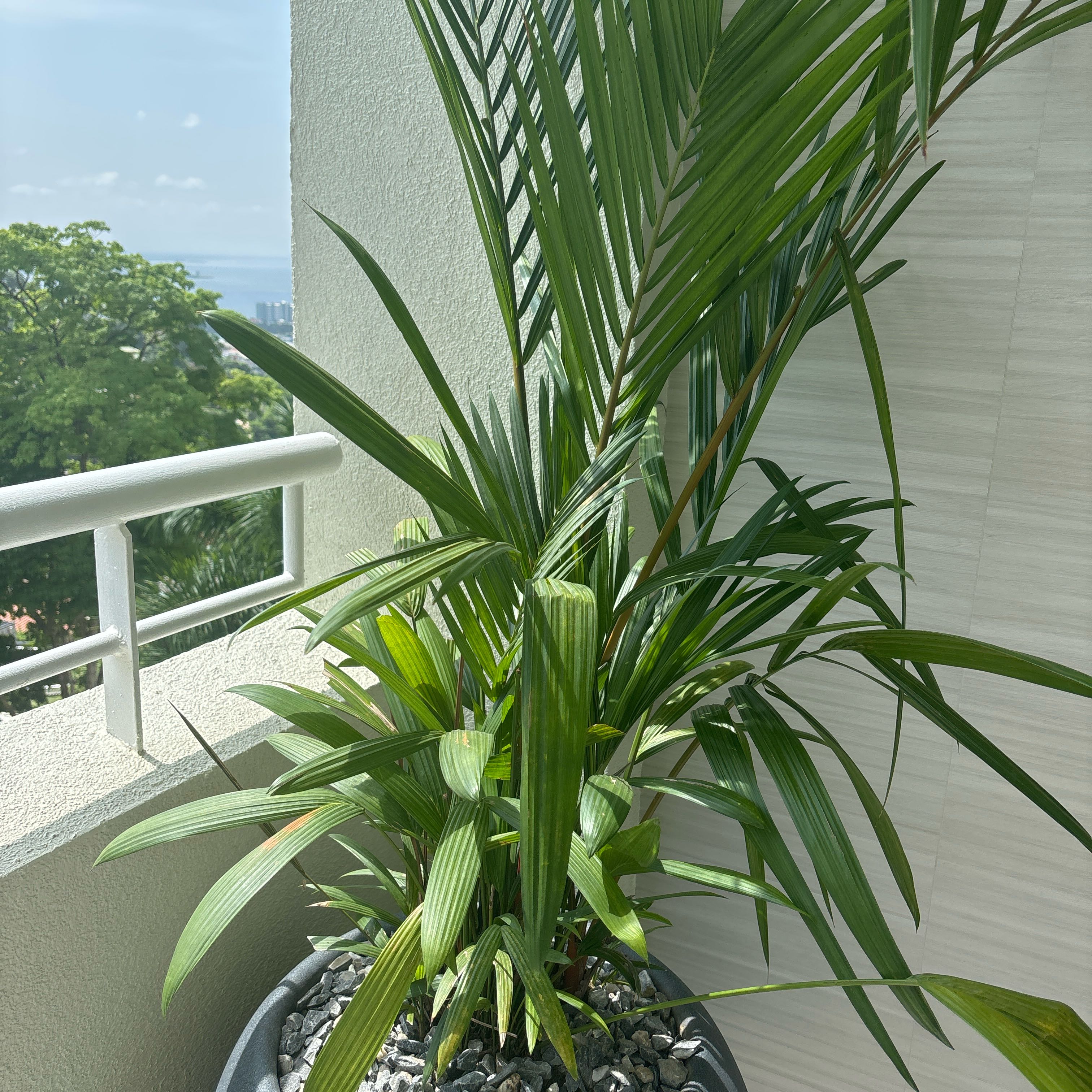 Photo of the plant species Lipstick Palm by @TrySwamptupelo named Ash on Greg, the plant care app