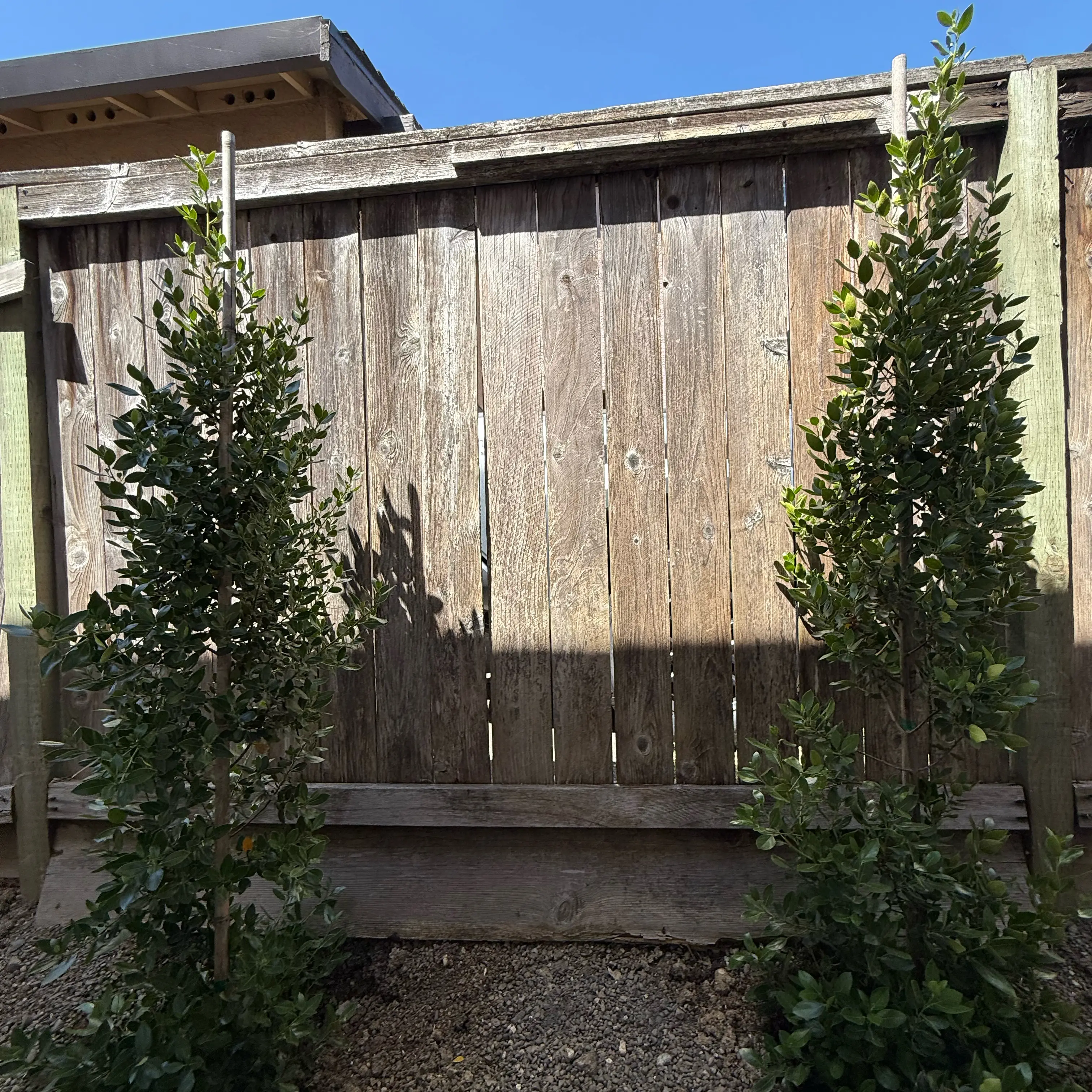 Photo of the plant species Italian Buckthorn 'Argenteovariegata' by @EarlySnailvine named Tupot amaroot on Greg, the plant care app