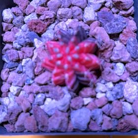 Photo of the plant species Gymnocalycium anisitsii by @TrueWalkingiris named Maya on Greg, the plant care app