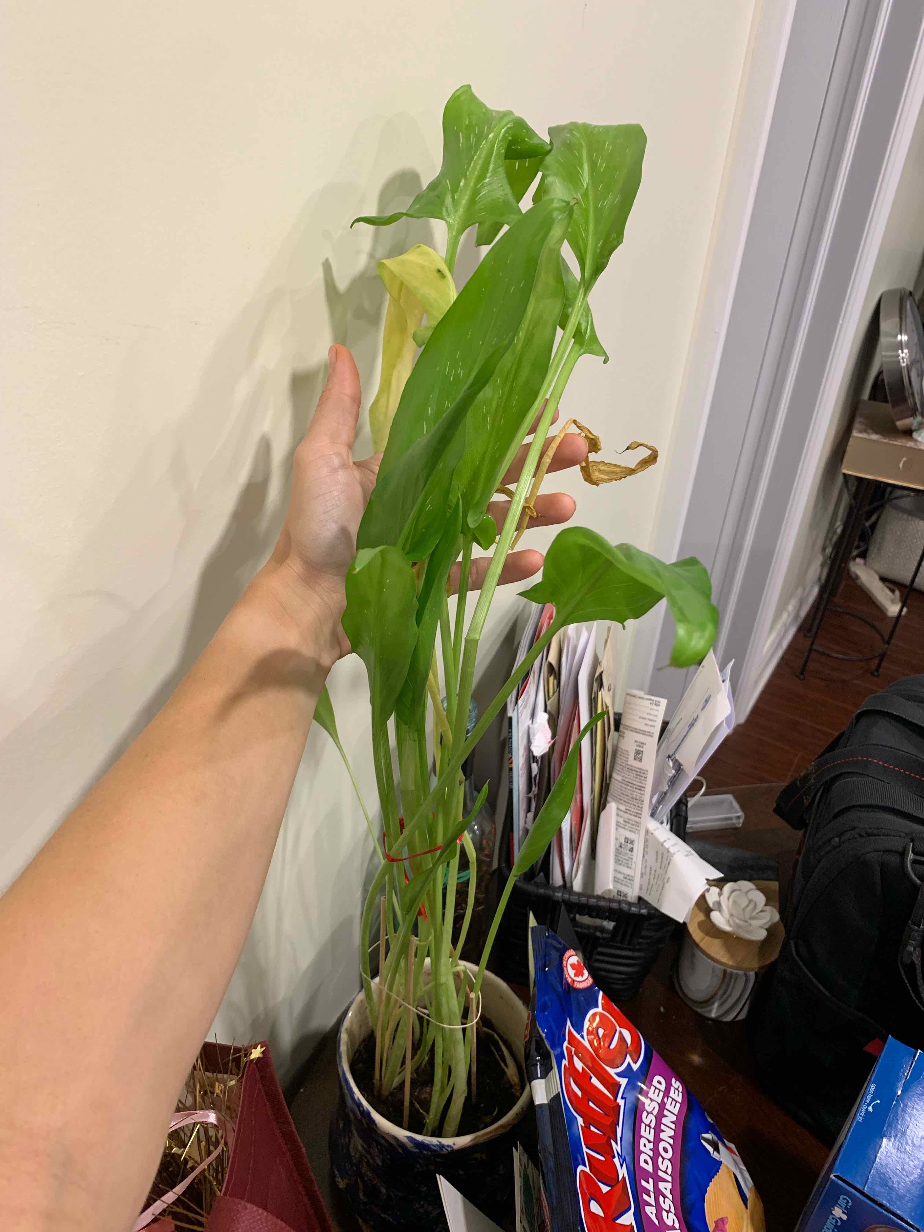 Pink Calla Lily plant held by a hand, with green leaves and some browning. Indoor setting.