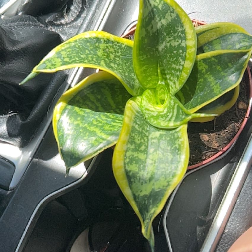 Photo of the plant species Tornado Snake Plant by @ConvenientBonsi named Taz on Greg, the plant care app
