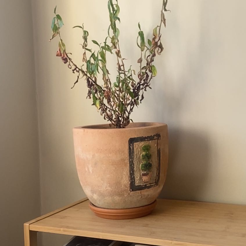 Photo of the plant species vietnamese coriander by @AlivePetuniamix named Eva on Greg, the plant care app