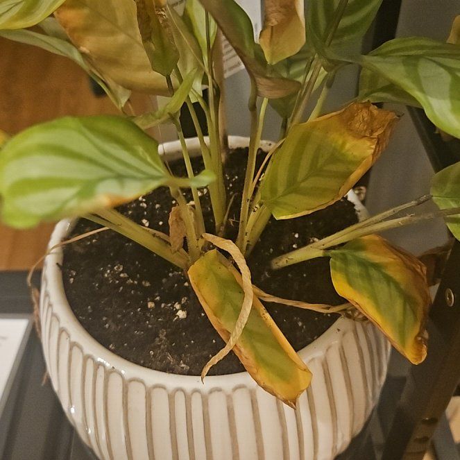 Photo of the plant species Hosta 'First Frost' by @GoodCalendula named Doja Cat on Greg, the plant care app