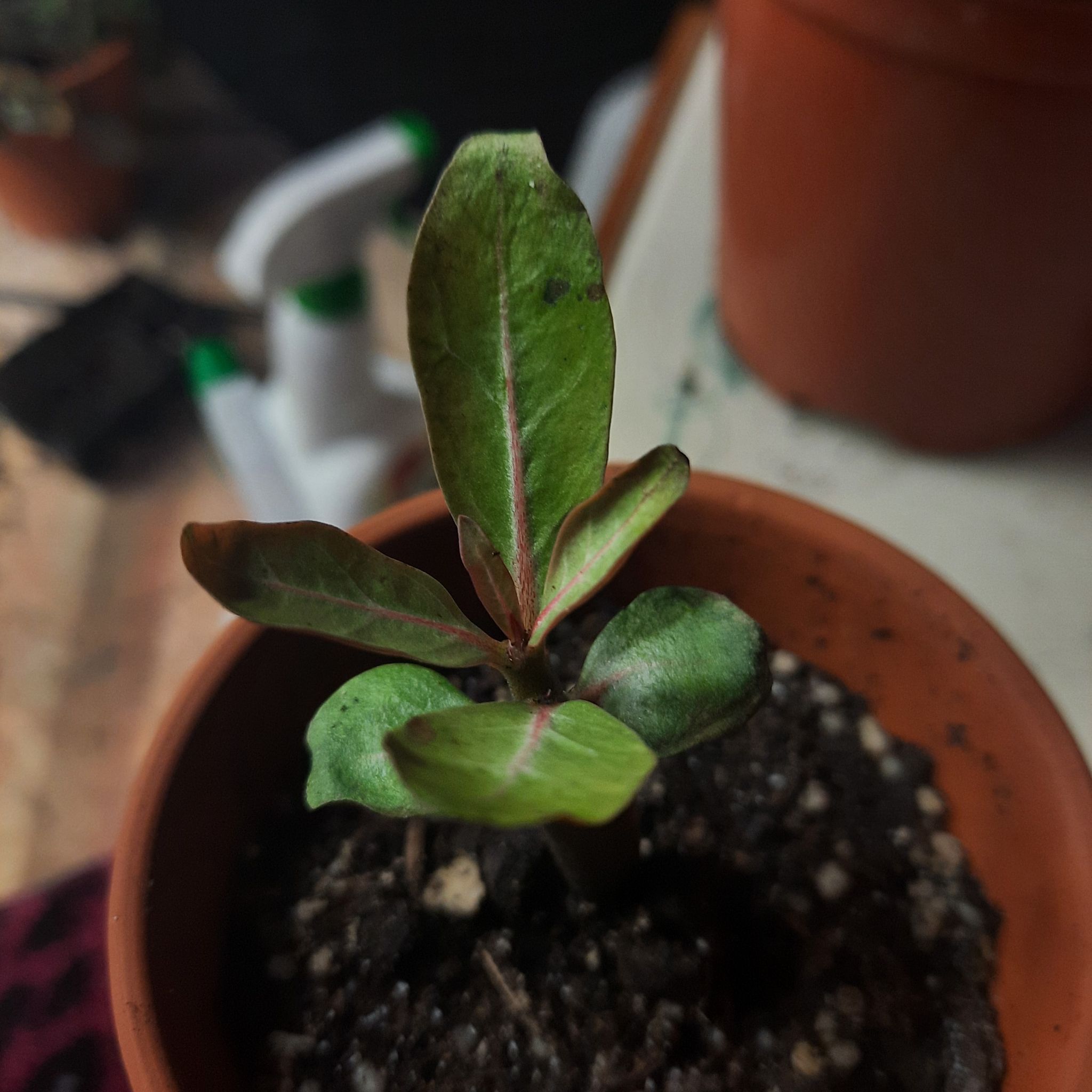 Keep Your Adenium obesum 'Everblooming' Alive: Light, Water & Care ...